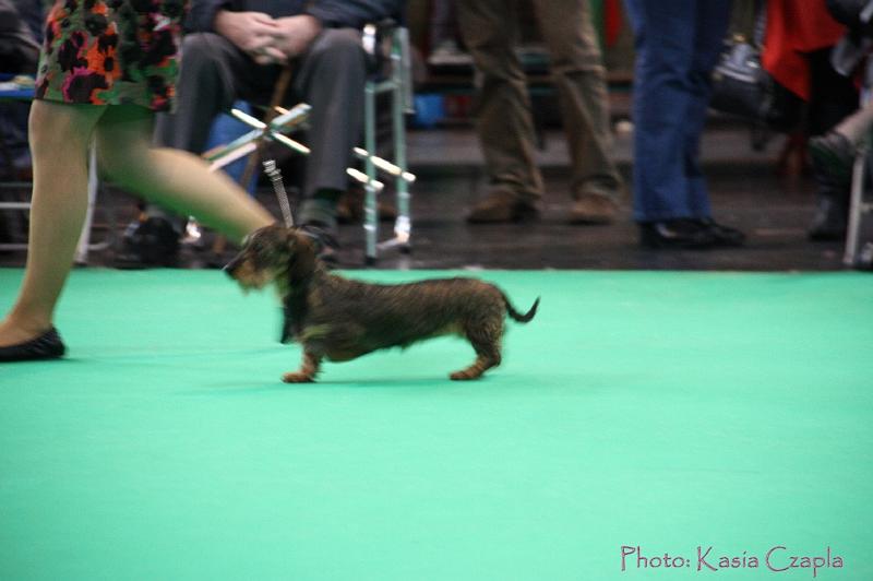 Crufts2011_2 1142.jpg